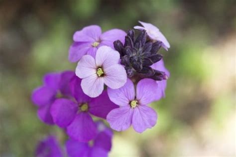 Fleur Violette La Liste Des Plus Belles Plantes Pour Votre Jardin