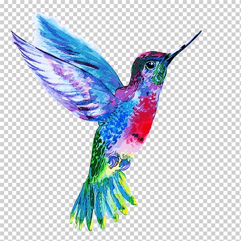 Colibrí Pico Ala Colibrí Rufo png Klipartz