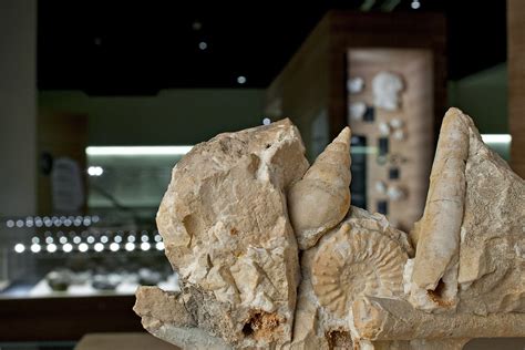 Museo Geologico Delle Dolomiti Il Trentino Dei Bambini