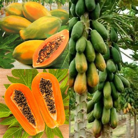 Seeds For Planting Carica Papaya Seeds Papaya Pawpaw Tree Etsy