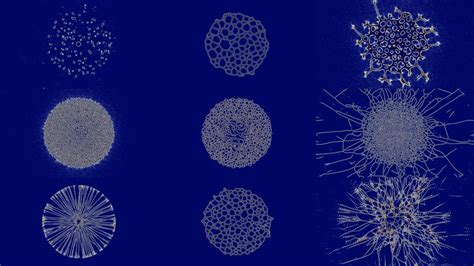 Physarum Slime Mold Simulation Youtube