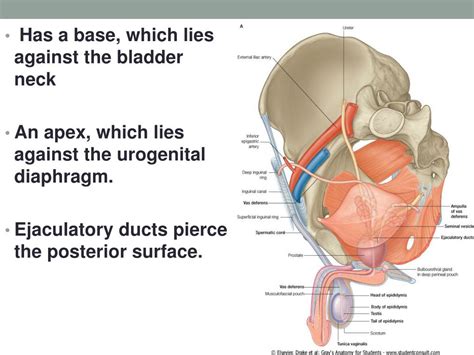 Ppt Prostate Seminal Vesicle And Ejaculatory Duct Powerpoint Presentation Id 2243181