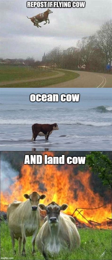 Evil Cow Meme