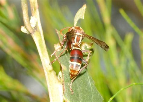 Brown Large Paper Wasp - Polistes stigma townsvillensis