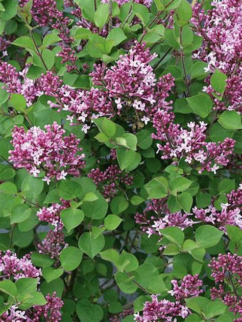 Dwarf Lilac Shrubs For Sale Informacionpublica Svet Gob Gt