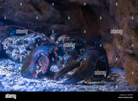 Rock Lobster Under Water Hi Res Stock Photography And Images Alamy