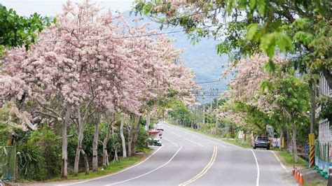 六龜「四月櫻」花旗木盛開 浪漫公路一片粉紅海 蕃新聞