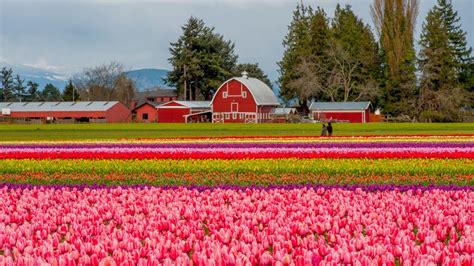 10 Best Tulip Festivals In The Us Tulip Festivals Near Me