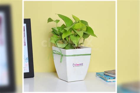 Money Plant In White Pot Delivered Home in Delhi-NCR, Bangalore | Bangalore