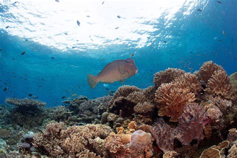 Guardians of the Reef: The Importance of Herbivore Fish in Coral Reef ...