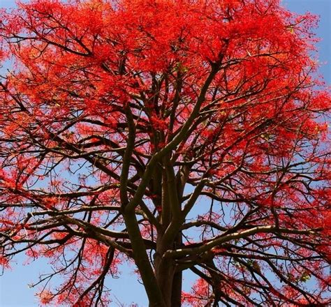 Illawarra Flame Tree (Brachychiton acerifolia)