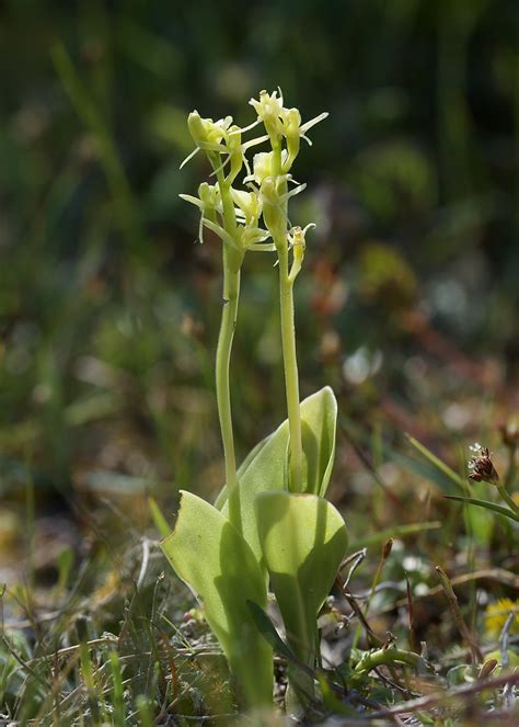 Fen Orchid Kenfig Dunes South Wales Robert Campbell Flickr