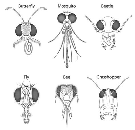 Insect anatomy – Artofit