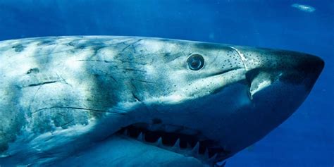 The World's Best Places to Shark Cage Dive - Bluewater Dive Travel