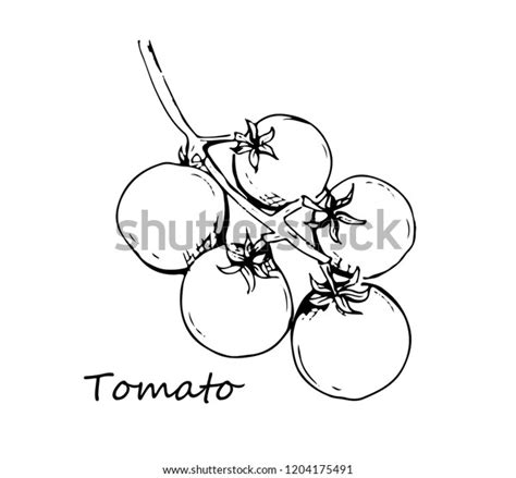 Tomato Vector Drawing Set Isolated Tomato Stock Vector Royalty Free