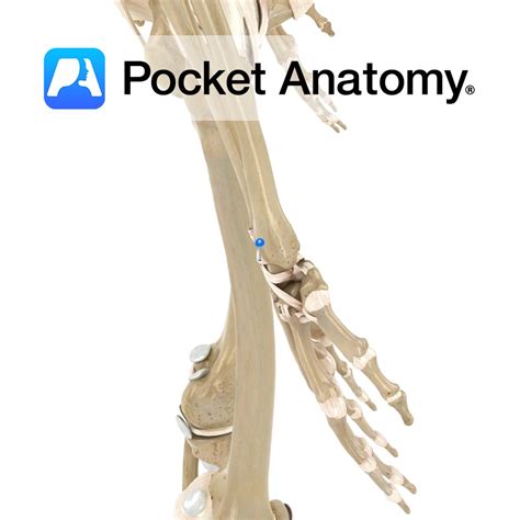 Dorsal radiocarpal ligament - Pocket Anatomy