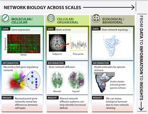 Combine Computation And Mathematics For Biological Networks