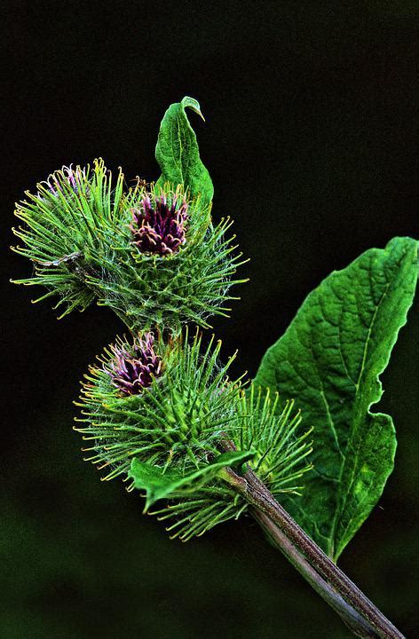 Burdock Root Arctium Free Photo On Pixabay