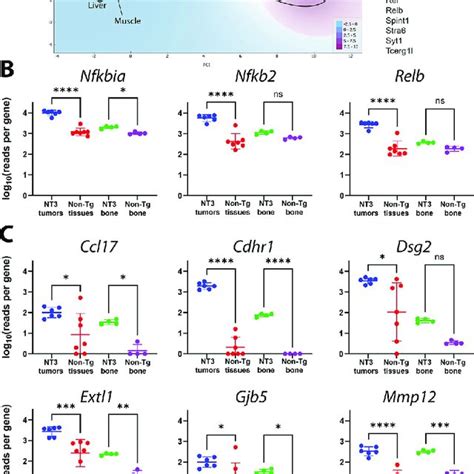 Tumors Show Strong Expression Of Nf B Target Genes A Principal