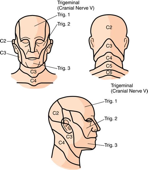 Neurosurgery Of The Brain And Peripheral Nerves Basicmedical Key