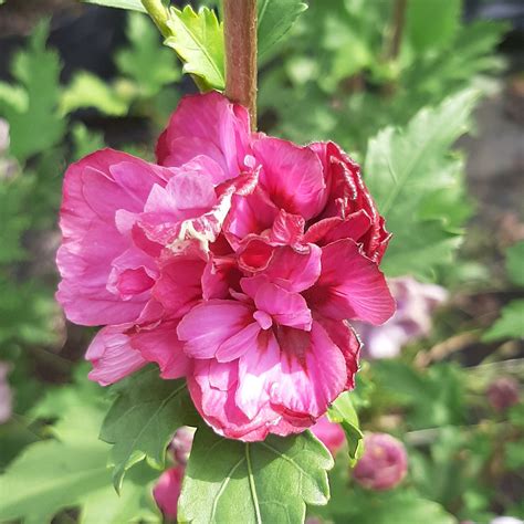 Duc De Brabant Garteneibisch Roseneibisch Hibiskus Gr Ner Garten Shop