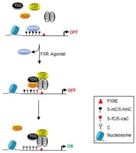 The Role Of Thymine Dna Glycosylase In Transcription Active Dna