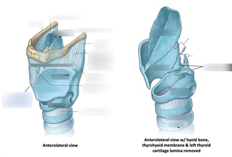 Laryngeal Cartilage Diagram Quizlet