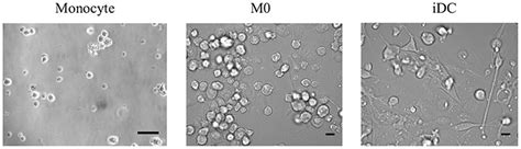 Frontiers A THP 1 Cell Line Based Exploration Of Immune Responses