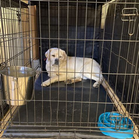 How to Crate Train a Dog for Calm Behavior (Not Just Containment)