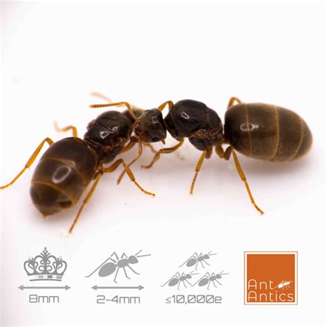 Lasius flavus - Yellow Meadow Ant | Ant Antics