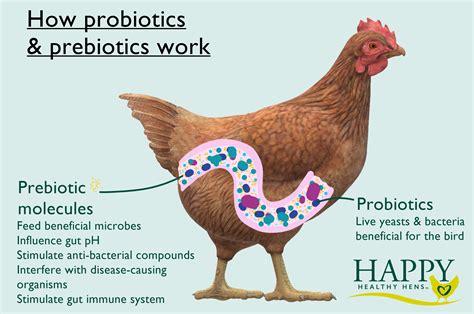 What Are Probiotics And Prebiotics And How Do They Work — Happy Healthy Hens