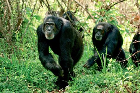 Safari Di 4 Giorni A Ol Pejeta Aberdare E Solio Ranch In Jeep 4x4