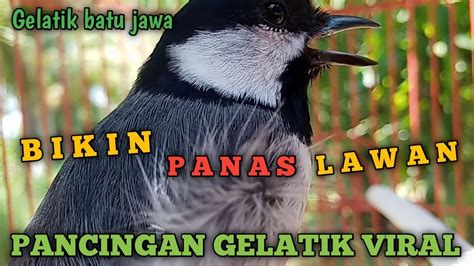 Gelatik Batu Gacor JAWA Suara Pancingan Burung Gelatik Terbaik