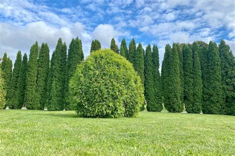 How to Grow and Care for Arborvitae Trees | Gardener’s Path