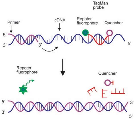 Genes Free Full Text Real Time Polymerase Chain Reaction Current