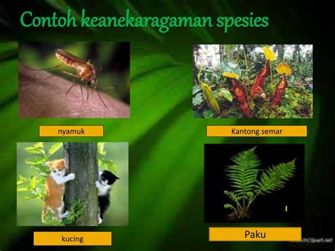 Ppt Keanekaragaman Hayati Biogeografi Klasifikasi Dan Taksonomi Biologi Farmasi Ppt