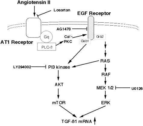 Angiotensin II Regulation of TGF β in Murine Mesangial Cells Involves