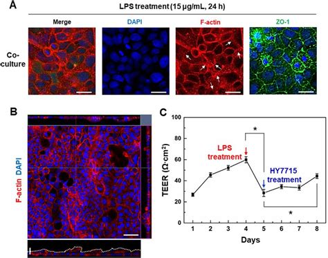 Induction Of Pathological Intestinal Injury Induced By Non Pathogenic