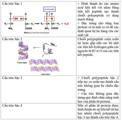 Lý thuyết protein sinh 10