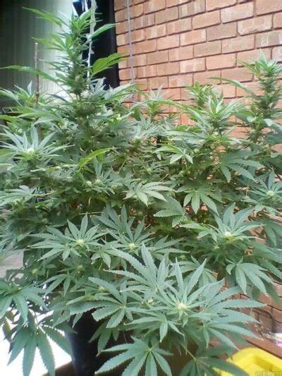 Pineapple Express Strain Review Growing Info GetBudsLegalize