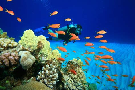 Top 5 De Lugares Para Practicar El Buceo En Los Cabos