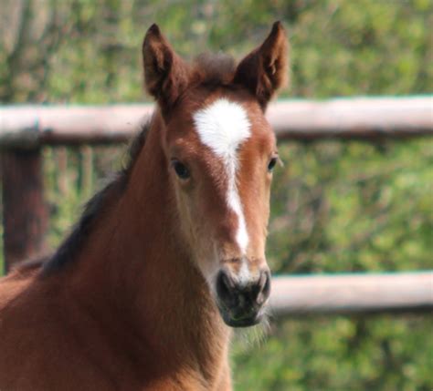 Le Haras Des Coudrettes Fibonacci De Lessac Hdc