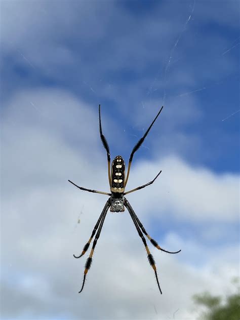 Banded Legged Golden Orb Web Spider From Makgadikgadi Pans BW CE TT