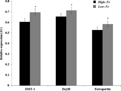 Duodenal MRNA Expression Of DMT 1 DcytB And Ferroportin On Day 42