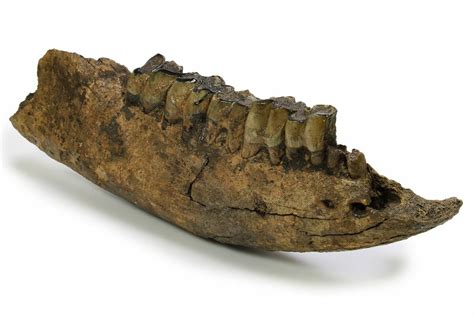 16.1" Fossil Rhino (Coelodonta) Right Mandible - Germany (#295840) For ...