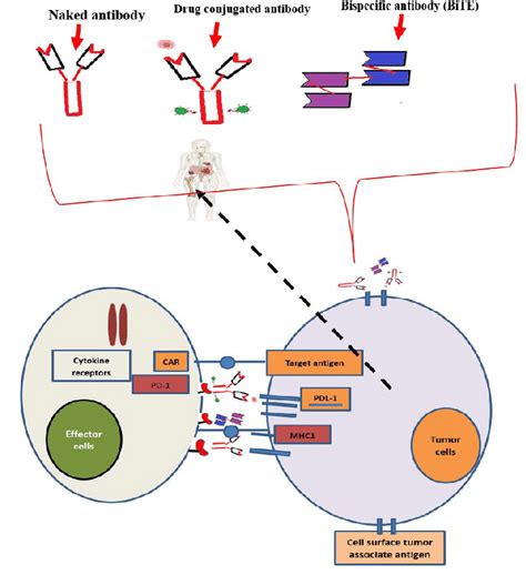 Schematic Diagram About The Interaction Of Naked Antibody Antibody