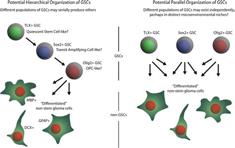 The Tailless Root Of Glioma Cancer Stem Cells Cell Stem Cell