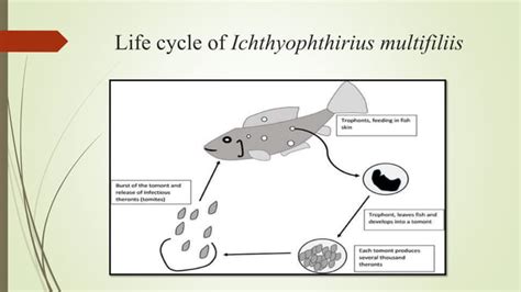 Life Cycle Of Protozoan Parasites Ppt