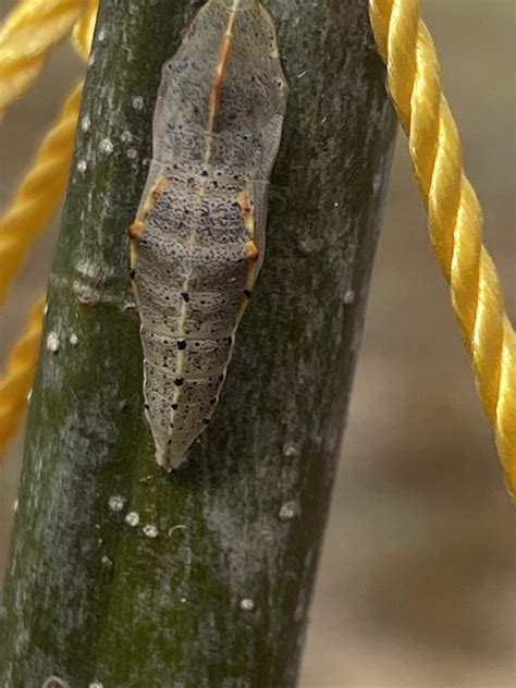 What kind insect does this pupa belong to? : r/insects