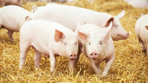 La Viande De Porc Biologique Qu Becbio